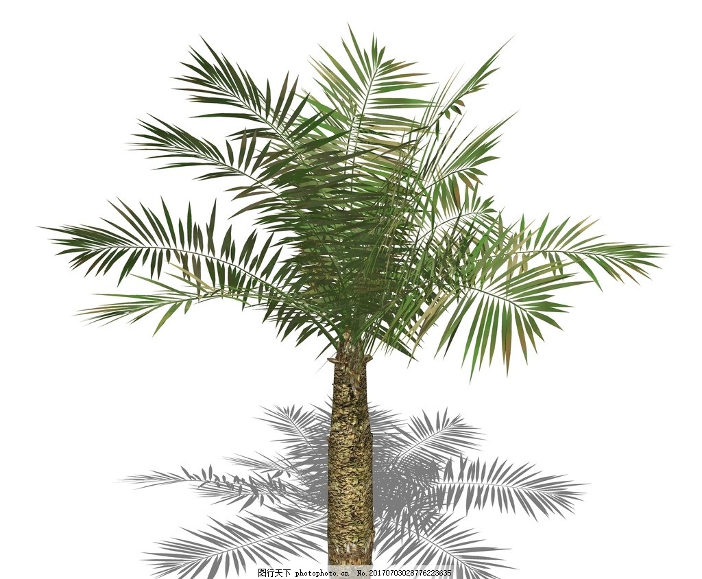 SU植物模型 棕榈芭蕉 棕榈芭蕉 蒲葵 棕竹 椰子树 su植物模型 su植物素材 sketchup植物 su树 3d植物模型 景观设计 园林设计 植物素材 su配景 skp植物 草图大师植物 景观 su模型 su3d树 su植物 su植物 设计 环境设计 园林设计 SKP