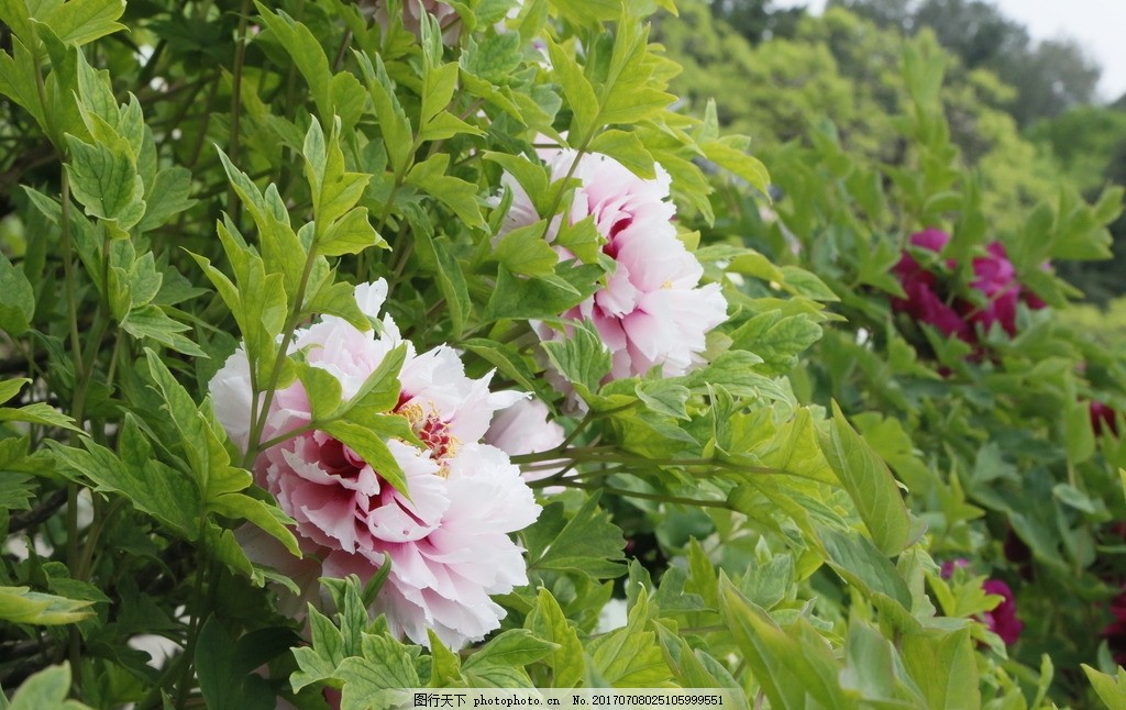 牡丹花,鼠姑 木芍药 百雨金 洛阳花 花卉 花儿 植