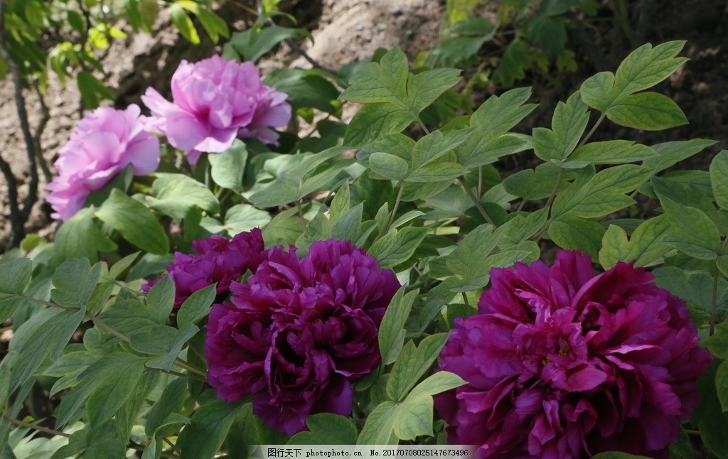 牡丹花,鼠姑 木芍药 百雨金 洛阳花 花卉 花儿 植
