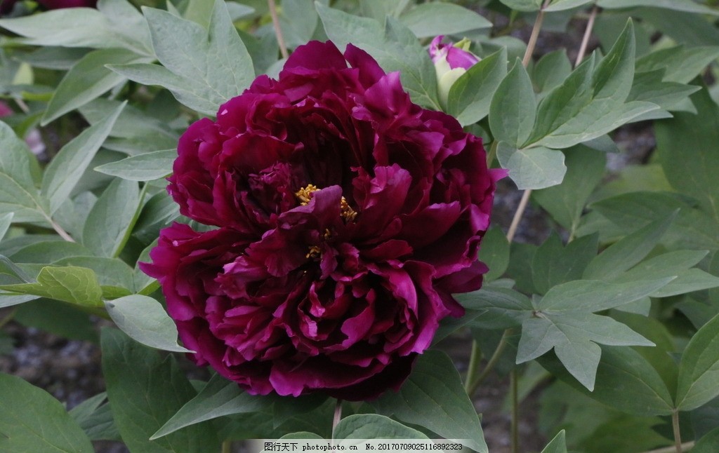 牡丹花,鼠姑 木芍药 百雨金 洛阳花 花卉 花儿 植
