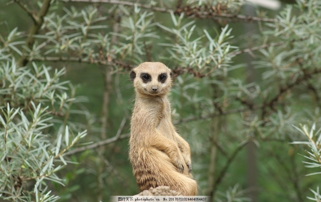 可爱猫鼬,呆萌猫鼬 细尾獴 灰沼狸 灰爪狸 海猫