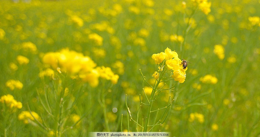 翔安香山 油菜花 厦门翔安 油菜花海 踏青 摄影 摄影 自然景观 田园