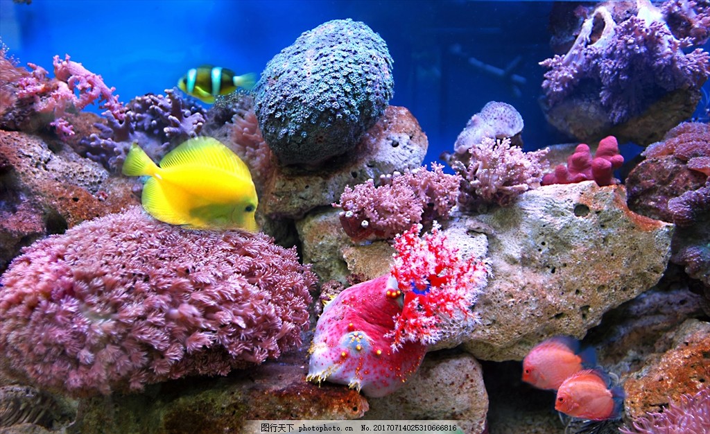 海底珊瑚 海底 珊瑚 鱼 海水 海葵 自然风景 摄影 生物世界 海洋生物