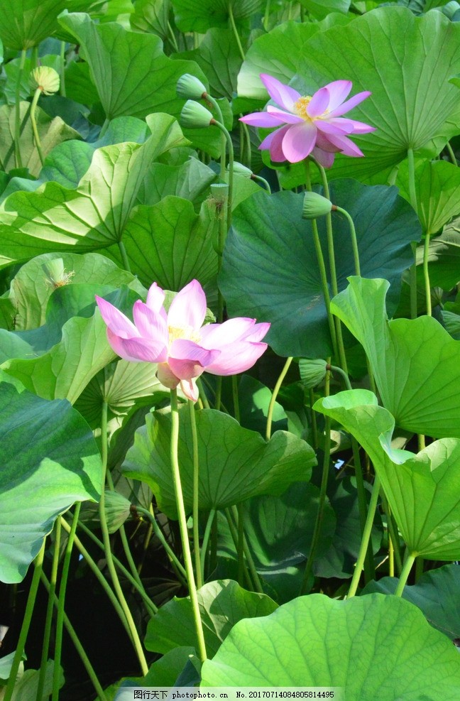 华裔青年在一方糕点中探寻古韵新味