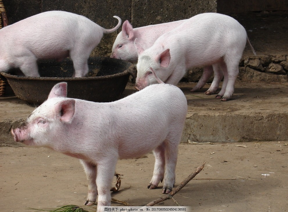 【1005】 今日各地肉猪、猪苗牛羊鸡鸭鹅、蛋、禽苗和豆粕玉米原料等参考报价与全国行情资讯 （2025年10月5日）
