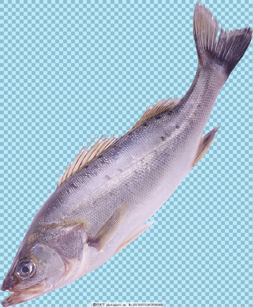 银色的鱼类图片免抠png透明图层素材 生物静物 设计元素 图行天下素材网