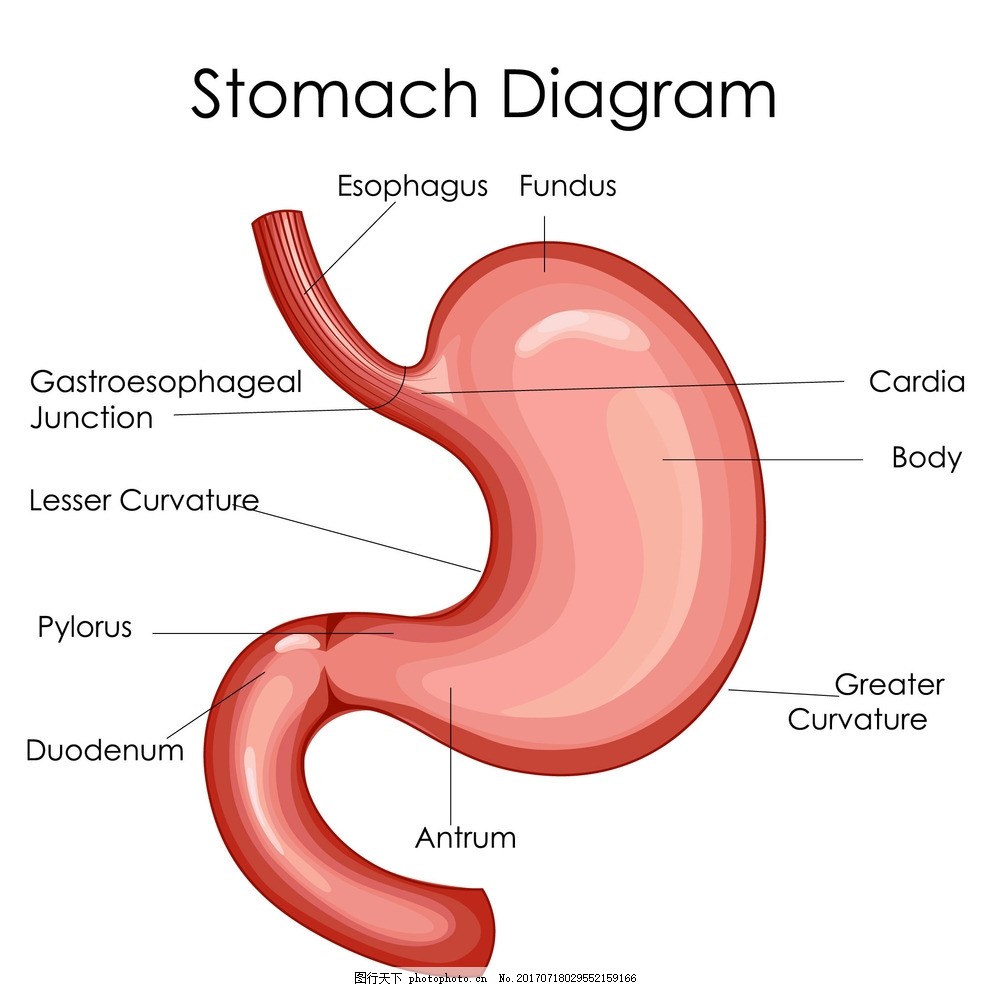 com 500x707 - 98kb - jpeg 胃部結構圖醫|學教育網蒐集整理: 分享到