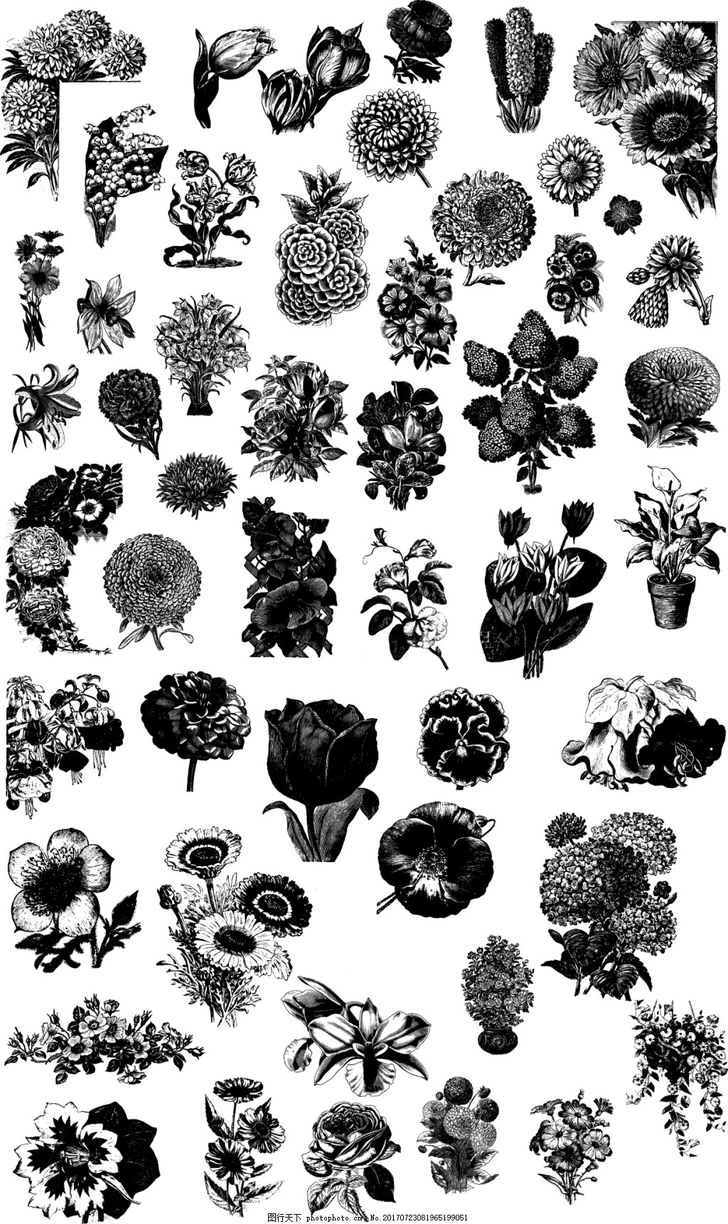 黑白手绘玫瑰花图片素材-编号25571890-图行天下