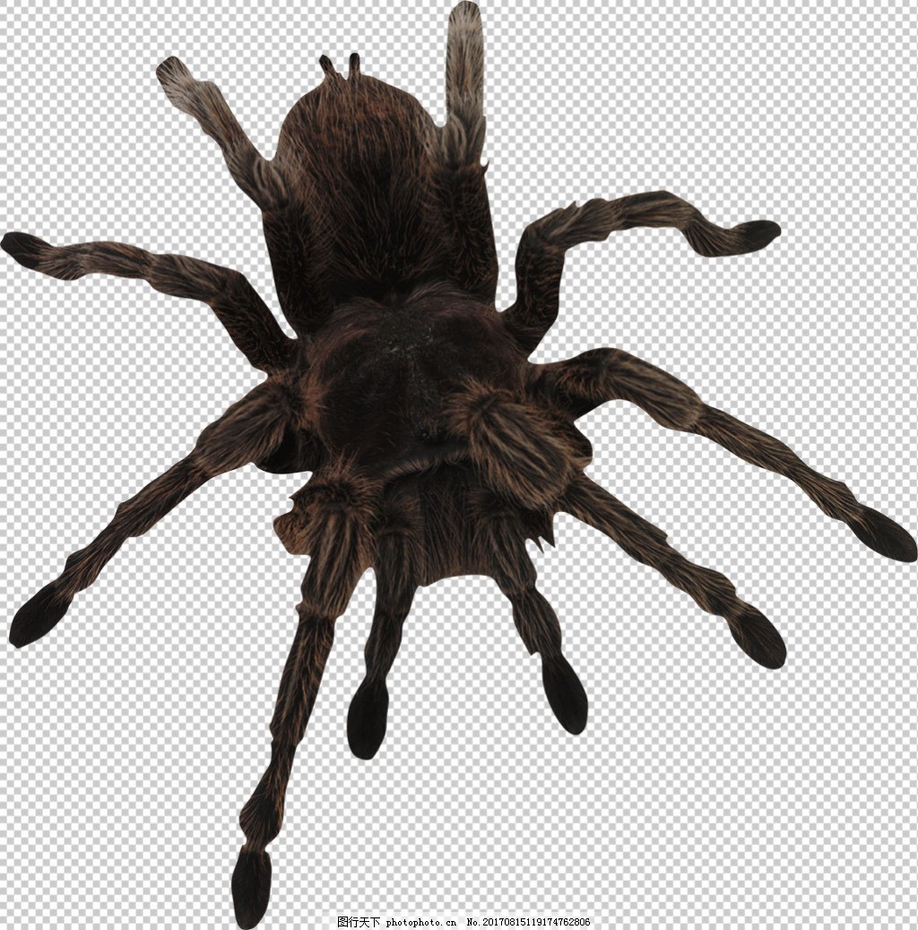 黑色大蜘蛛免抠png透明图层素材图片 生物静物 设计元素 图行天下素材网