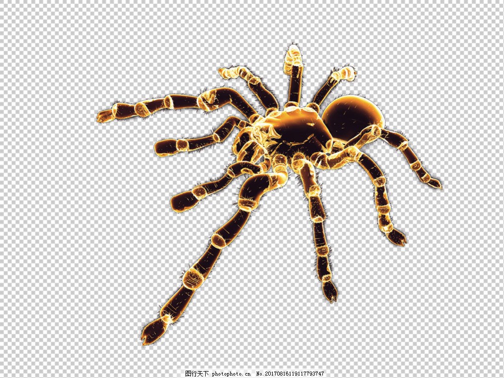 花蜘蛛图片免抠png透明图层素材图片 生物静物 设计元素 图行天下素材网