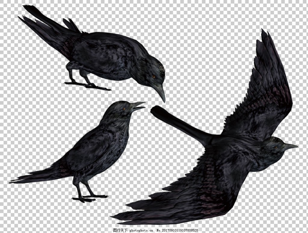 乌鸦被视为“凶兆之鸟”，智商高到可怕，还十分记仇 - 知乎