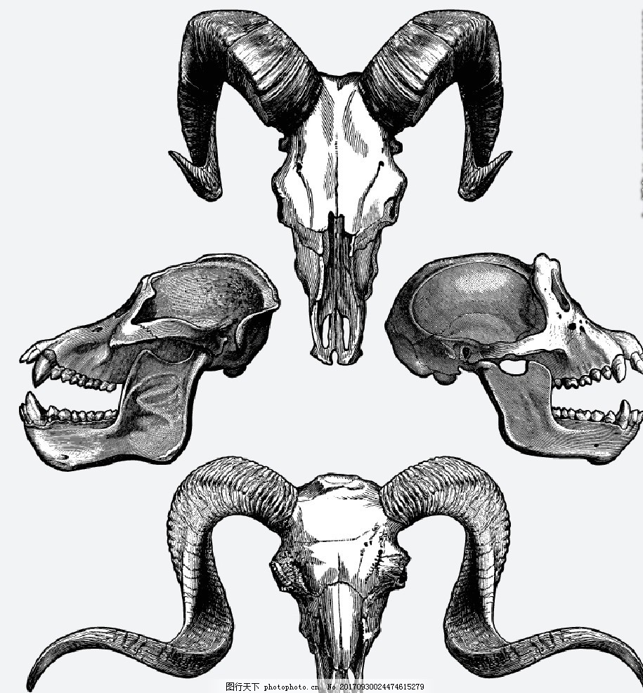 素描野兽头骨标本图片 野生动物 生物世界 图行天下素材网